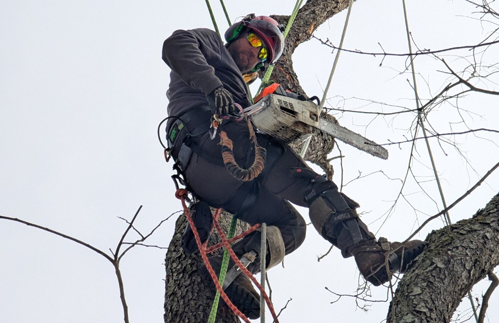 Ryan Cunningham performing professional arborist work in a tree