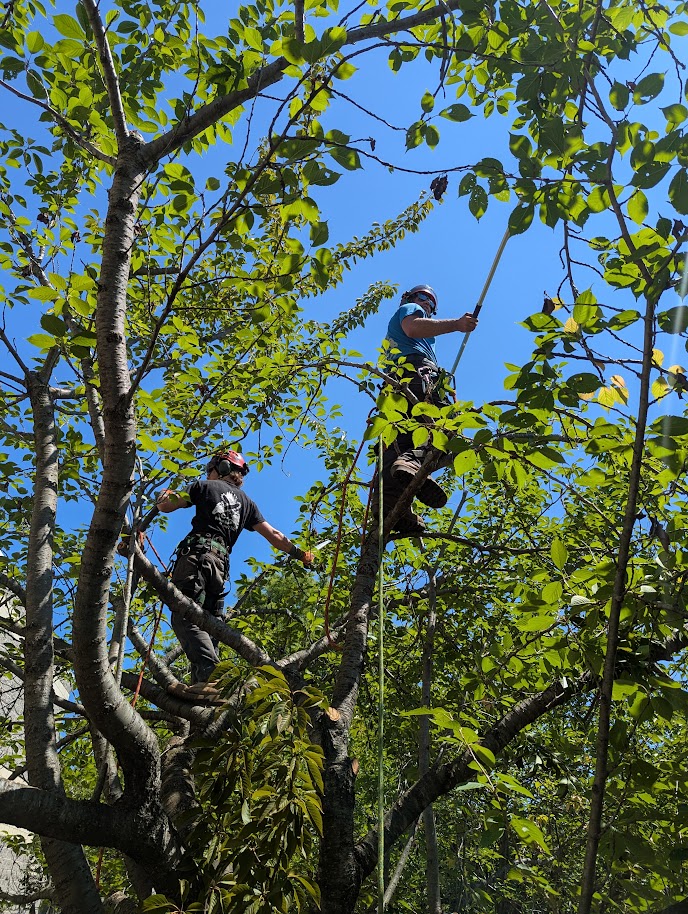 C&G Outdoor Services LLC | Tree Care & Excavation | Newtown CT