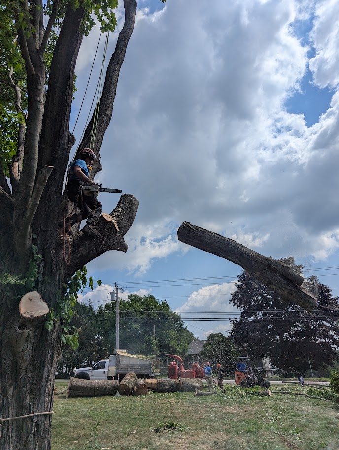 Tree removal and arborist work