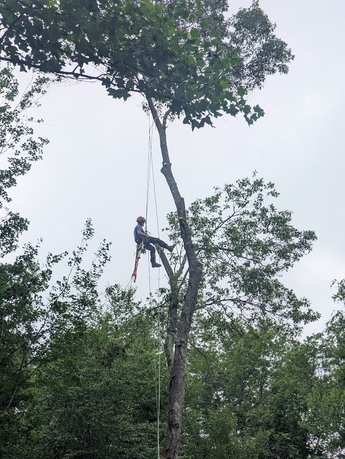 Arborist tree removal work