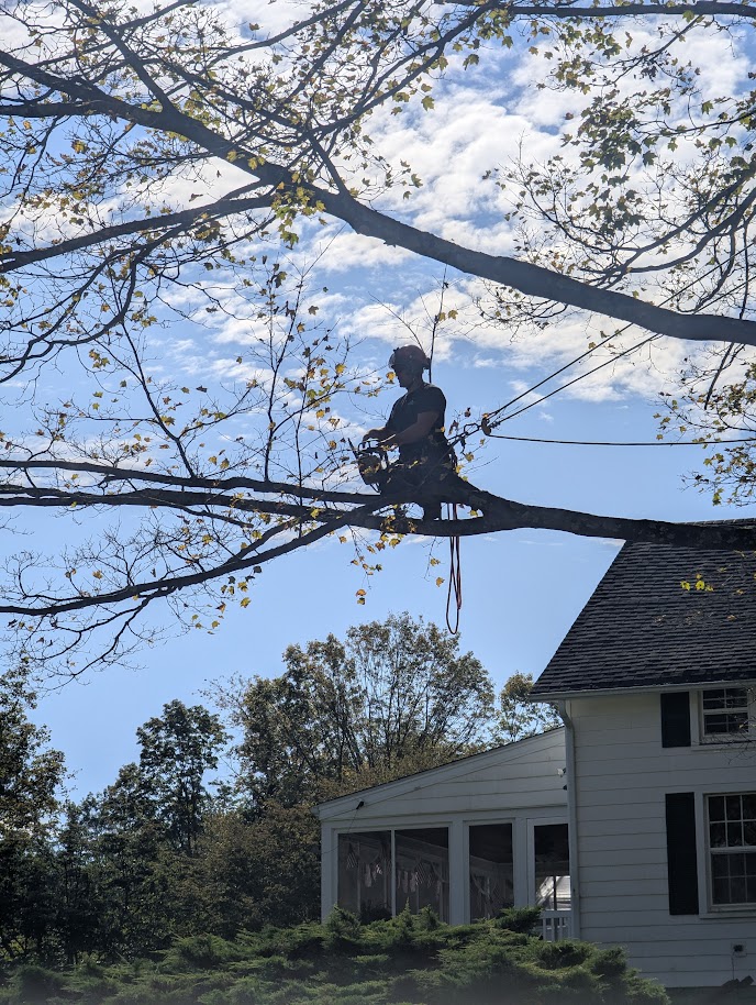 Arborist pruning and tree work