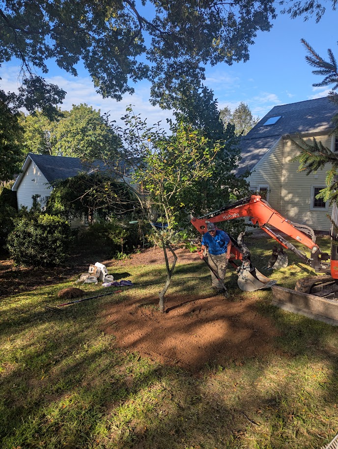 Licensed Arborist Services in Newtown with detailed tree health assessment and diagnostics.